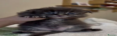 Maine Coon 1