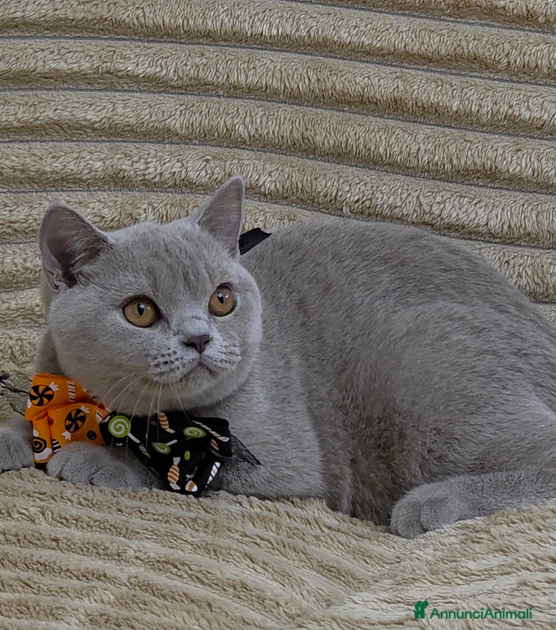 British gatti in vendita: British shorthair pedigree  - Annuncio 8