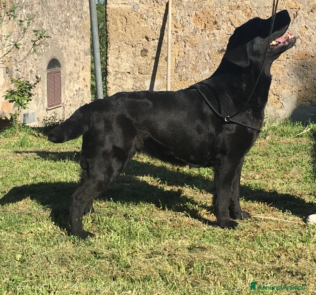 Immagine della galleria {{count}}