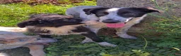 Meticcio cani in regalo: GIULIA 🩷 DUE OCCHI CHE NON PASSANO INOSSERVATI a Provincia di Parma - Annuncio 3