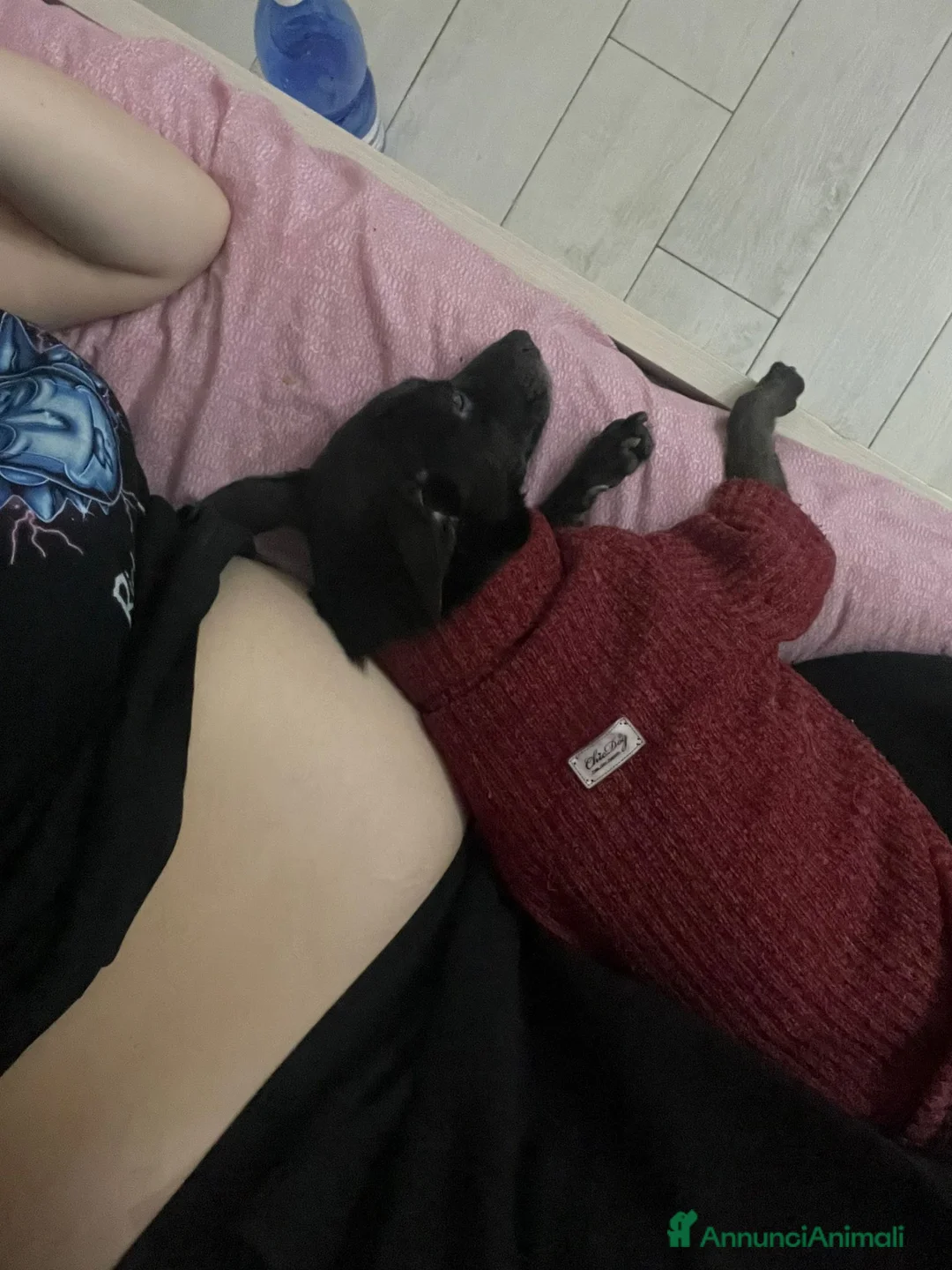 Meticcio cani in regalo: Regalo  a Città Metropolitana di Napoli - Annuncio 2