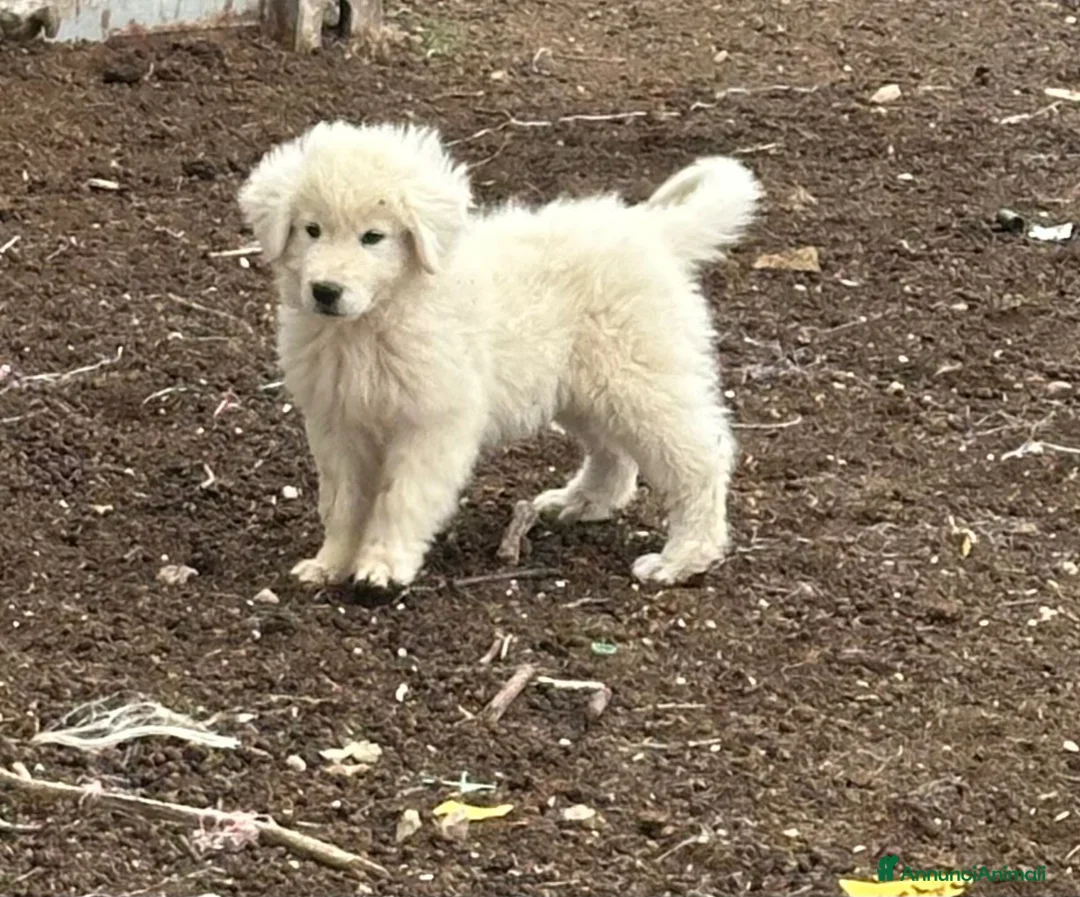 Pastore Abbruzzese Maremmano cani in vendita: Cuccioli maschi pastore abruzzese - Annuncio 2