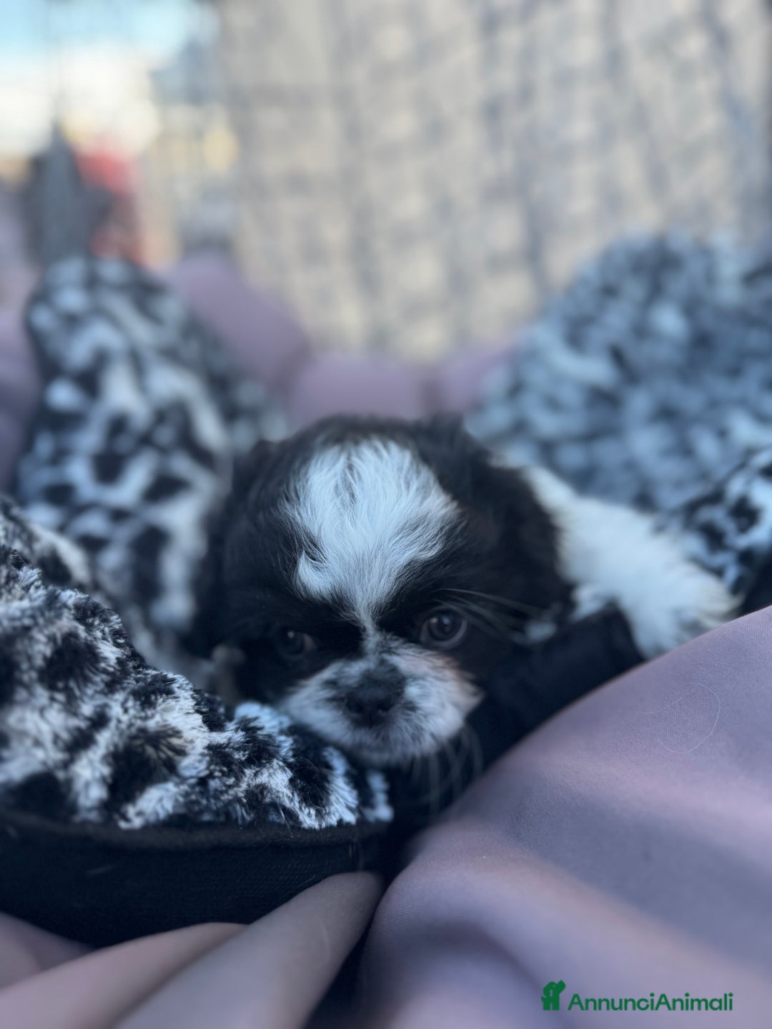 Pechinese cani in vendita: Cuccioli pechinese - Annuncio 3