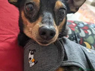 Pinscher Miniatura cani STARLET, MINI PINSCHER dolcissima - Annuncio 15