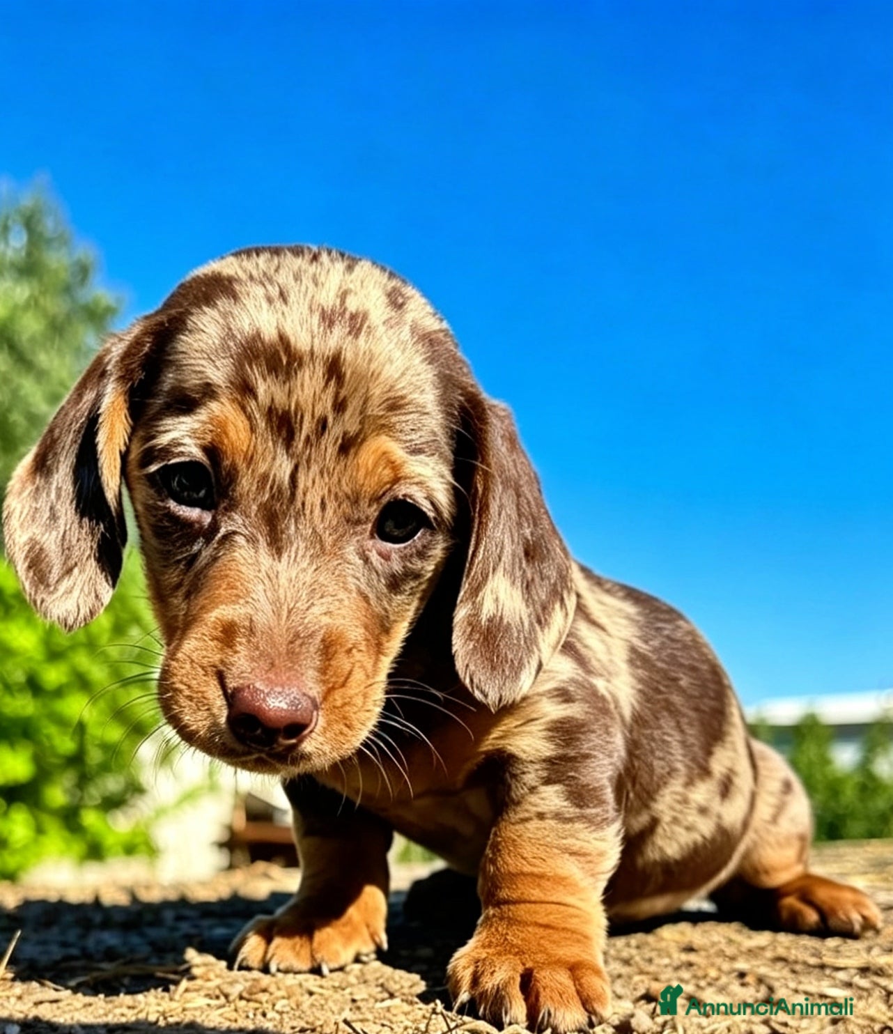 Bassotto cani Bassotto maschio  - Annuncio 3