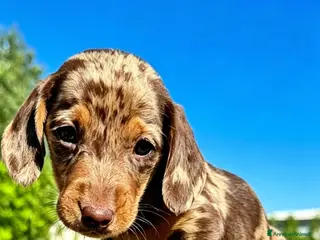 Bassotto cani Bassotto maschio - Annuncio 3