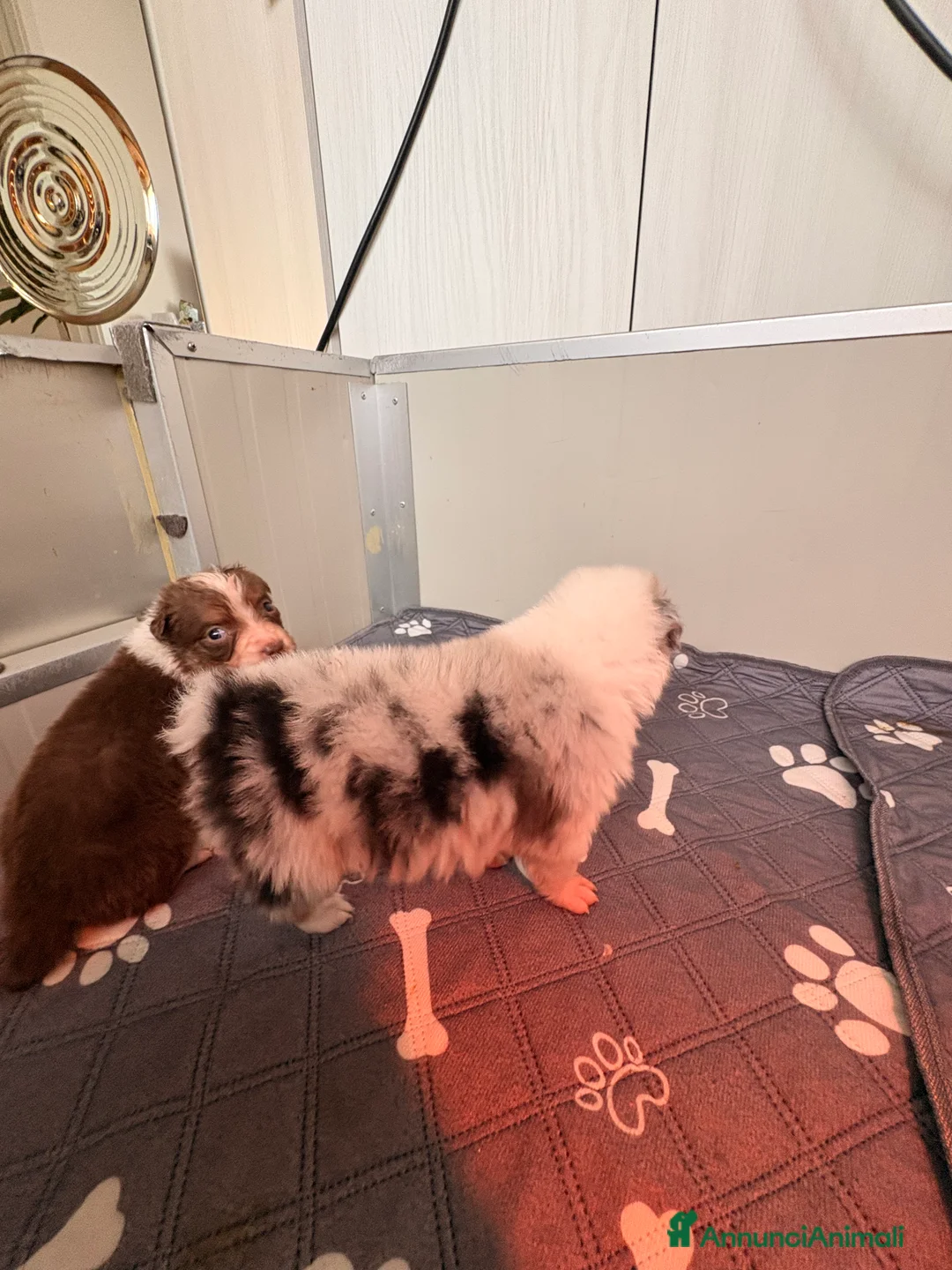 Australian Shepherd cani in vendita: Pastore australiano con pedigree - Annuncio 15