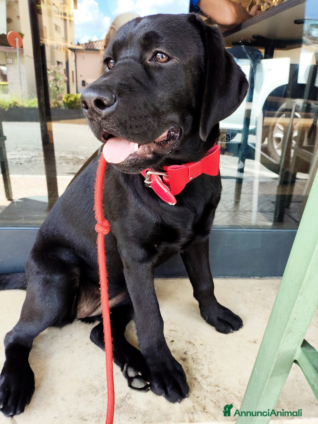 Labrador cani in vendita: Labrador  - Annuncio 3