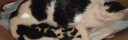 Altre razze gatti in regalo: Regaliamo micini! 📍VCO, Piemonte - Annuncio 2