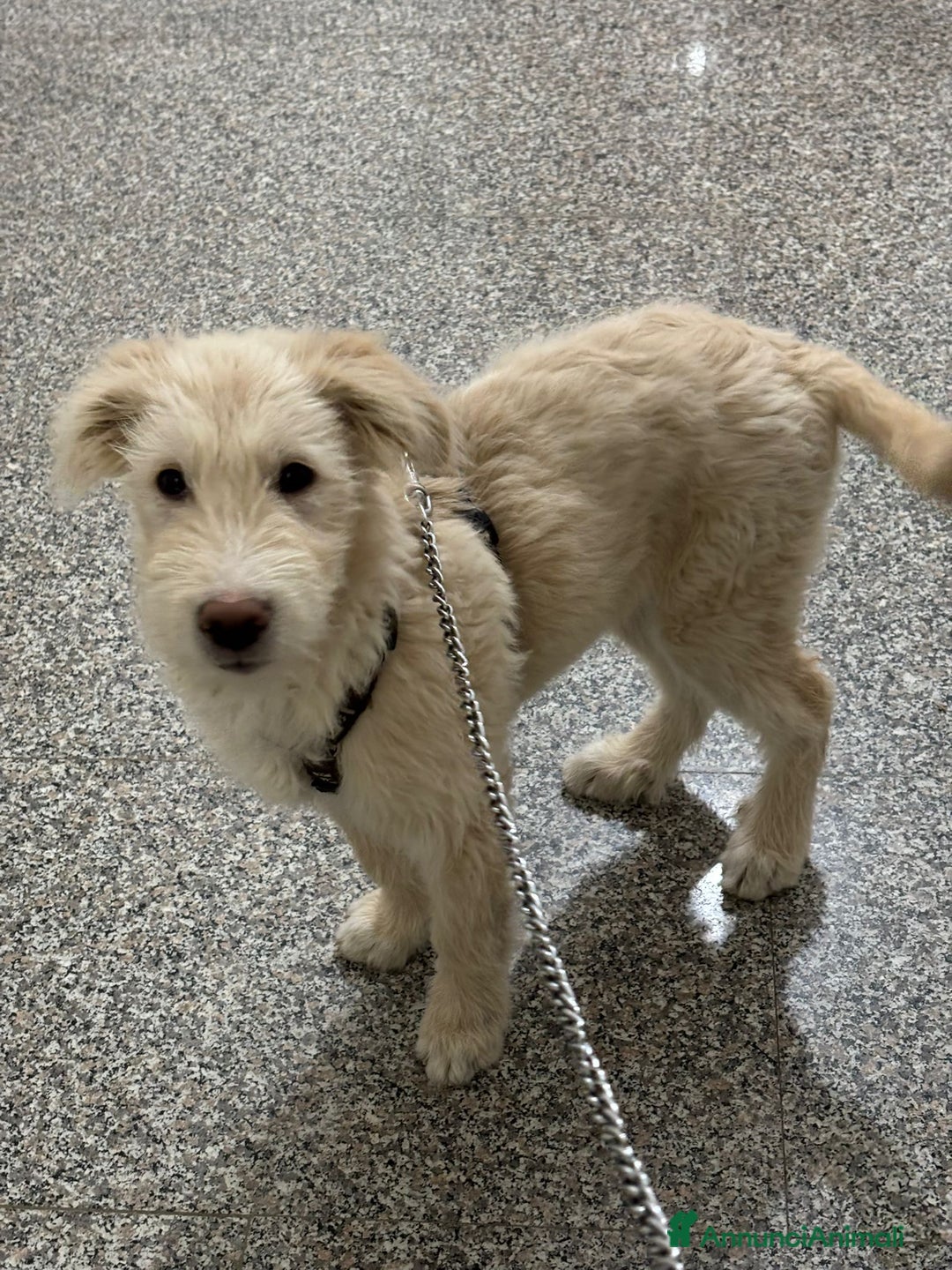 Meticcio cani in regalo: CUCCIOLI CERCANO CASA E AMORE - Annuncio 12