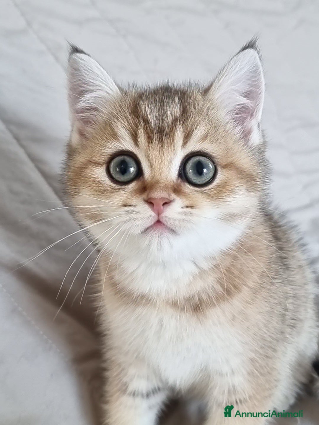 Scottish gatti in vendita: Scottish Straight con Pedigree  - Annuncio 5