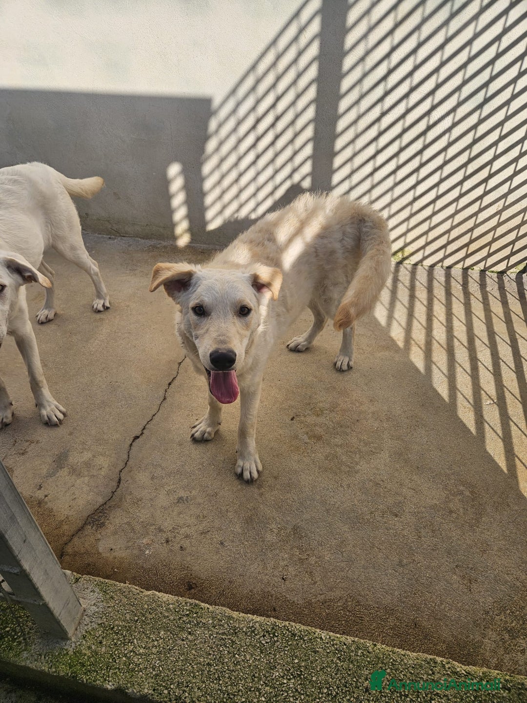 Meticcio cani in regalo: Micky: 1 anno, socievole ed equilibrata  - Annuncio 3