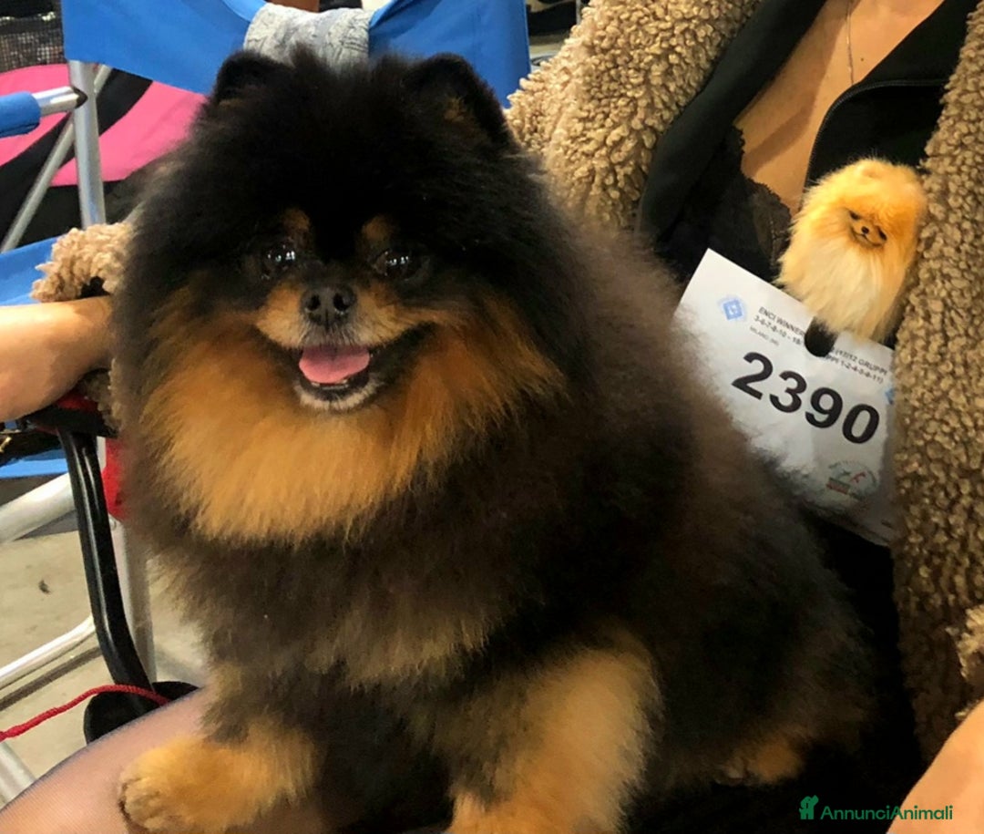 Spitz cani in vendita: Disponibile per la monta  / accoppiamento  - Annuncio 5