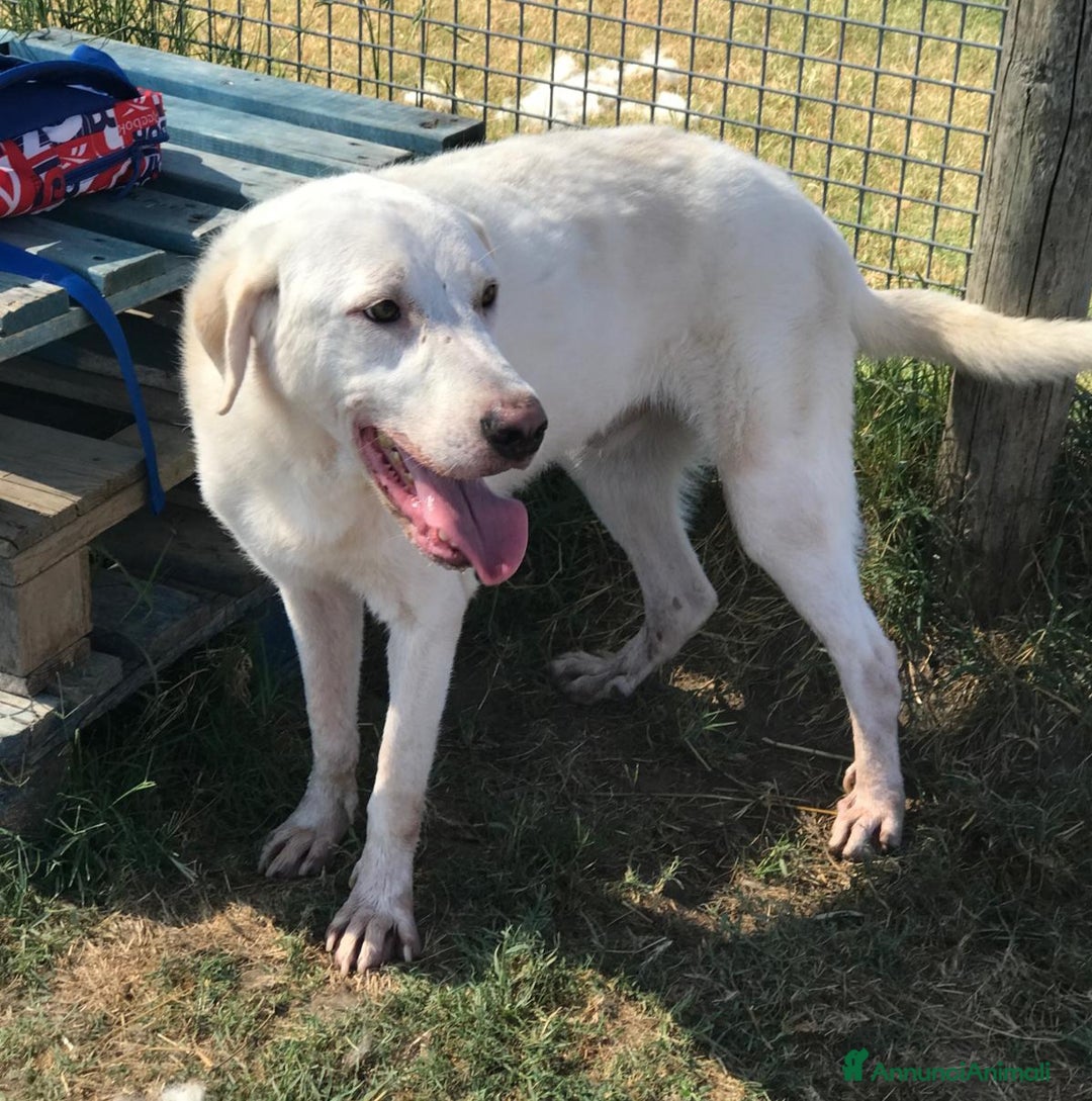 Labrador cani in regalo: Boston , simil labrador dagli occhi dolcissimi  a Provincia di Latina - Annuncio 2