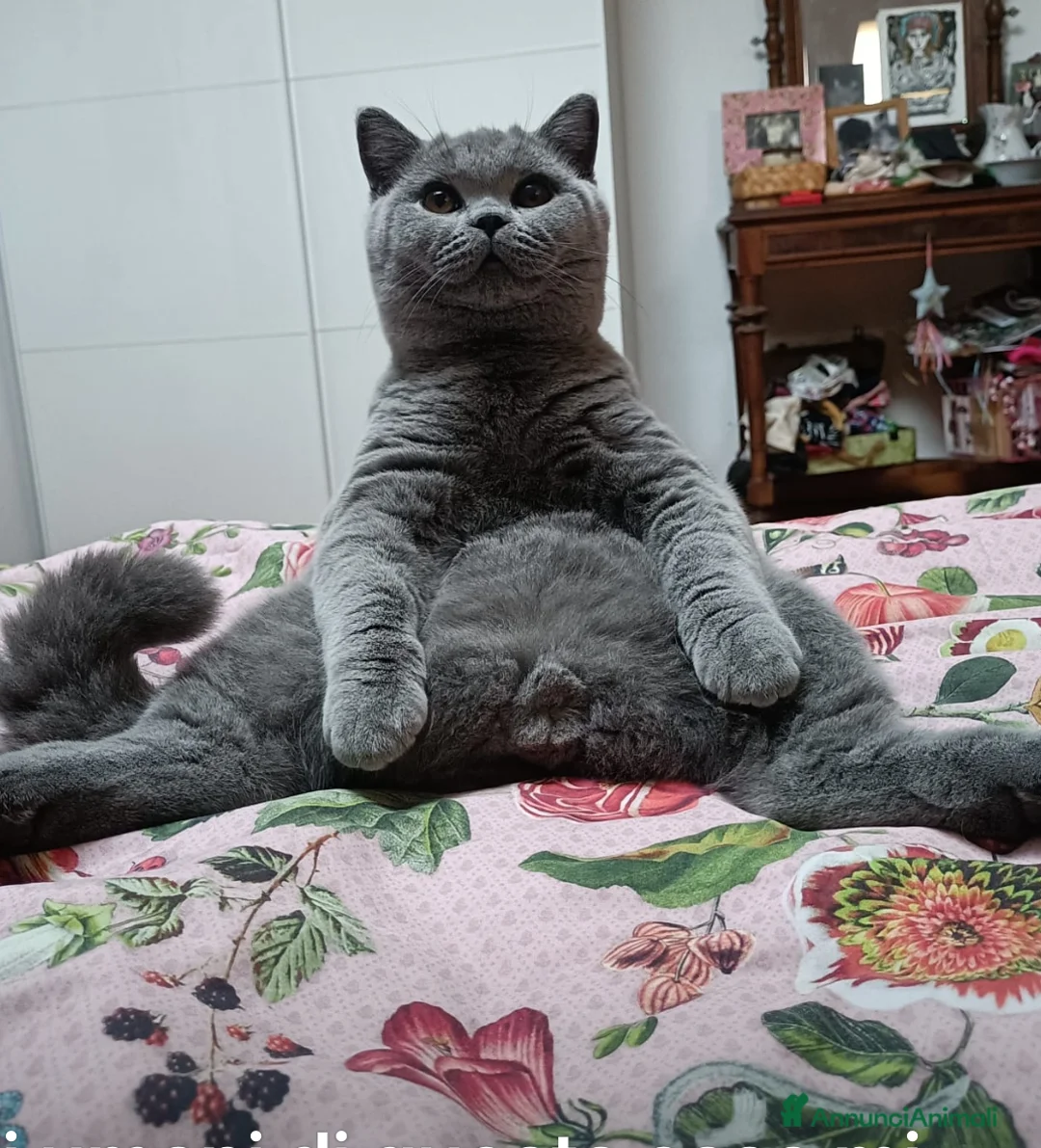 Immagine della galleria {{count}}