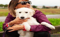 Altre razze cani in regalo: benjamin  - Immagine 2