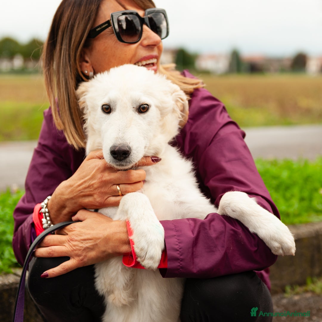 Altre razze cani in regalo: benjamin  - Immagine 2