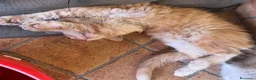 Maine Coon gatti in vendita: MAINE COON RED-WHITE PEDIGREE RIPRODUZIONE 3 rate  - Annuncio 10