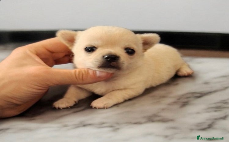 Chihuahua cani a Provincia di Lecce - Annuncio 11