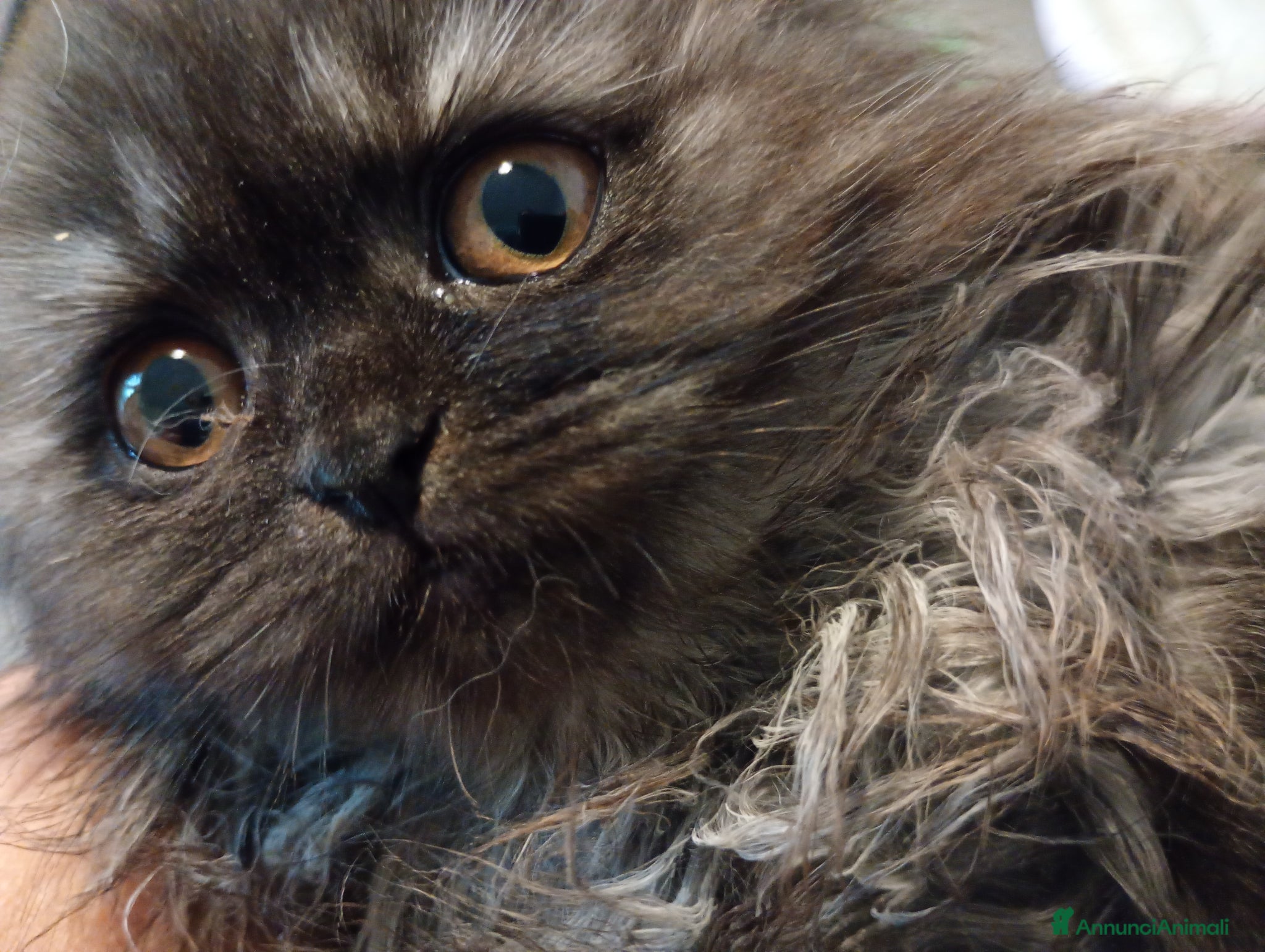 Scottish gatti in vendita: Gattine Scottish longhair  - Annuncio 1