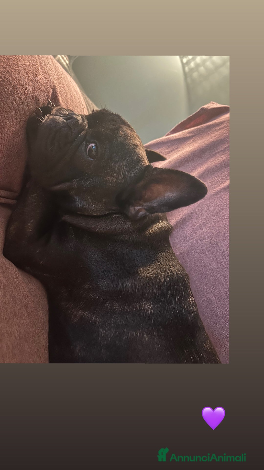 Bulldog Francese cani in vendita: Cuccioli di bulldog francese ❤️ - Annuncio 11