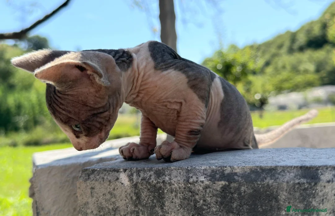 Sphynx gatti in vendita: Cuccioli sphynx - Annuncio 2
