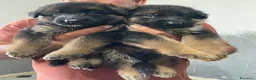 Pastore Tedesco cani in vendita: Cucciolata di pastore tedesco di alta qualità  - Annuncio 10