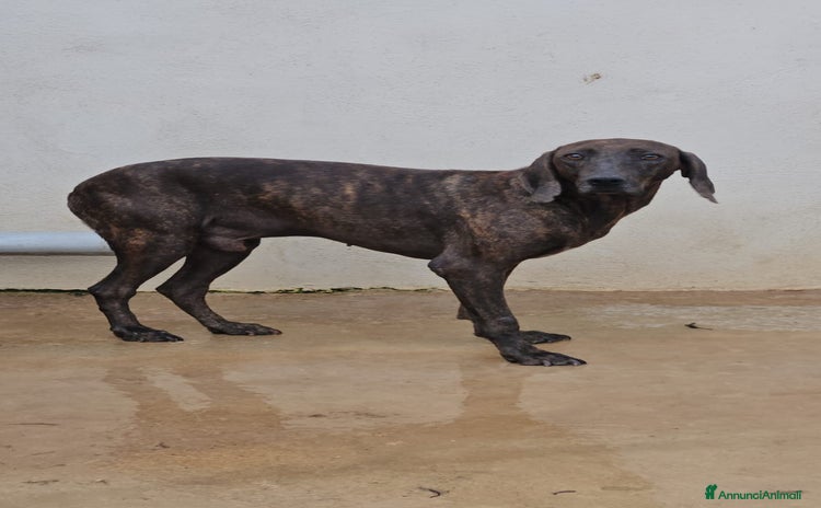 Bracco cani - Annuncio 1