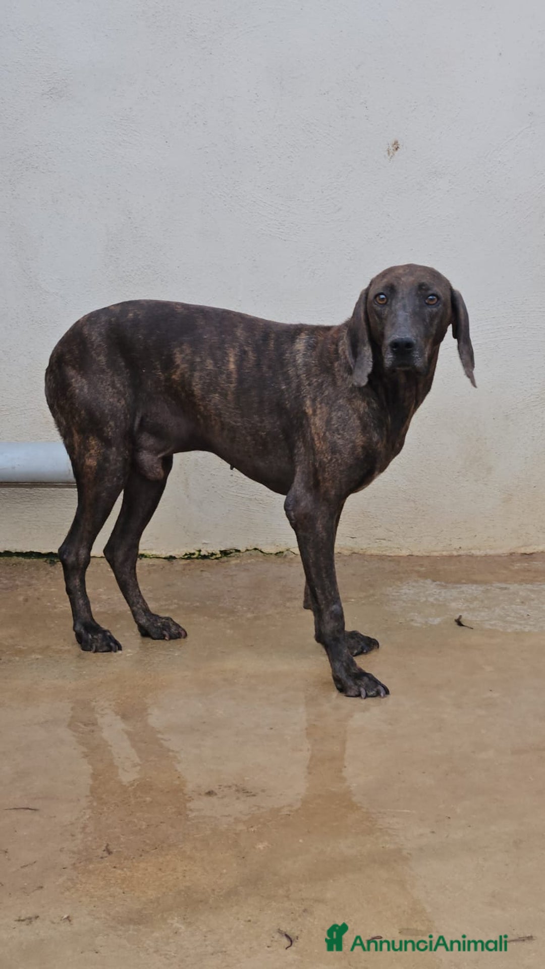 Bracco cani in regalo: Michele: adozione del cuore - Annuncio 1