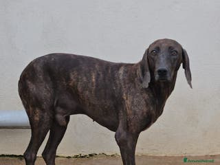 Bracco cani Michele: adozione del cuore - Annuncio 3