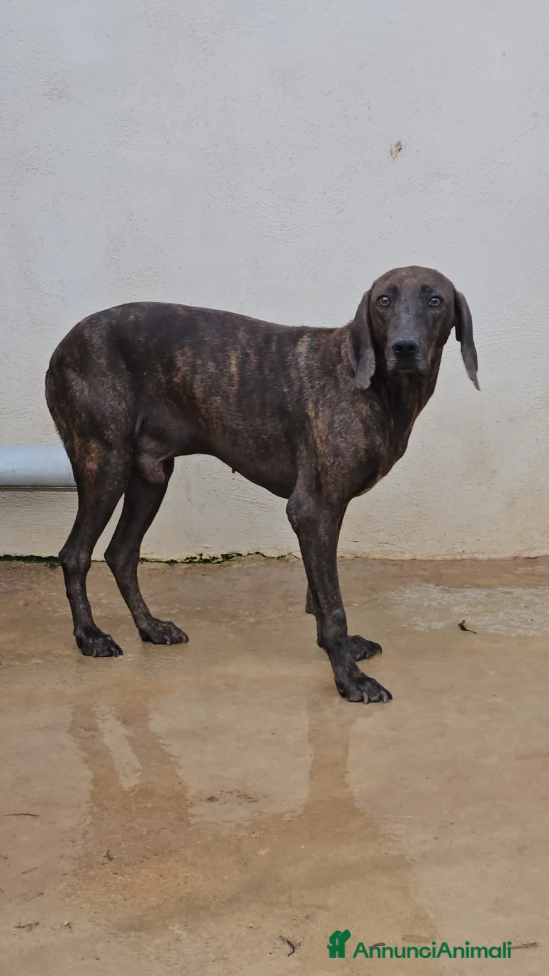 Bracco cani in regalo: Michele: adozione del cuore - Annuncio 1