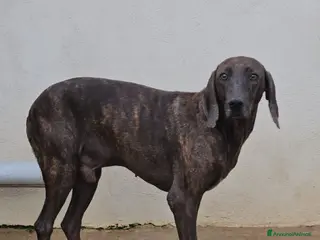 Bracco cani Michele: adozione del cuore - Annuncio 2