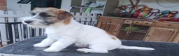 Jack Russell cani in vendita: Cuccioli Jack Russell ruvido - Annuncio 6