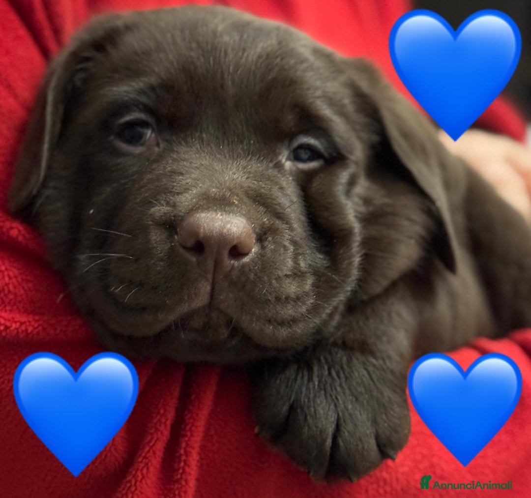 Labrador cani in vendita: Meraviglioso cucciolo di labrador chocolate puro a Città metropolitana di Palermo - Immagine 14