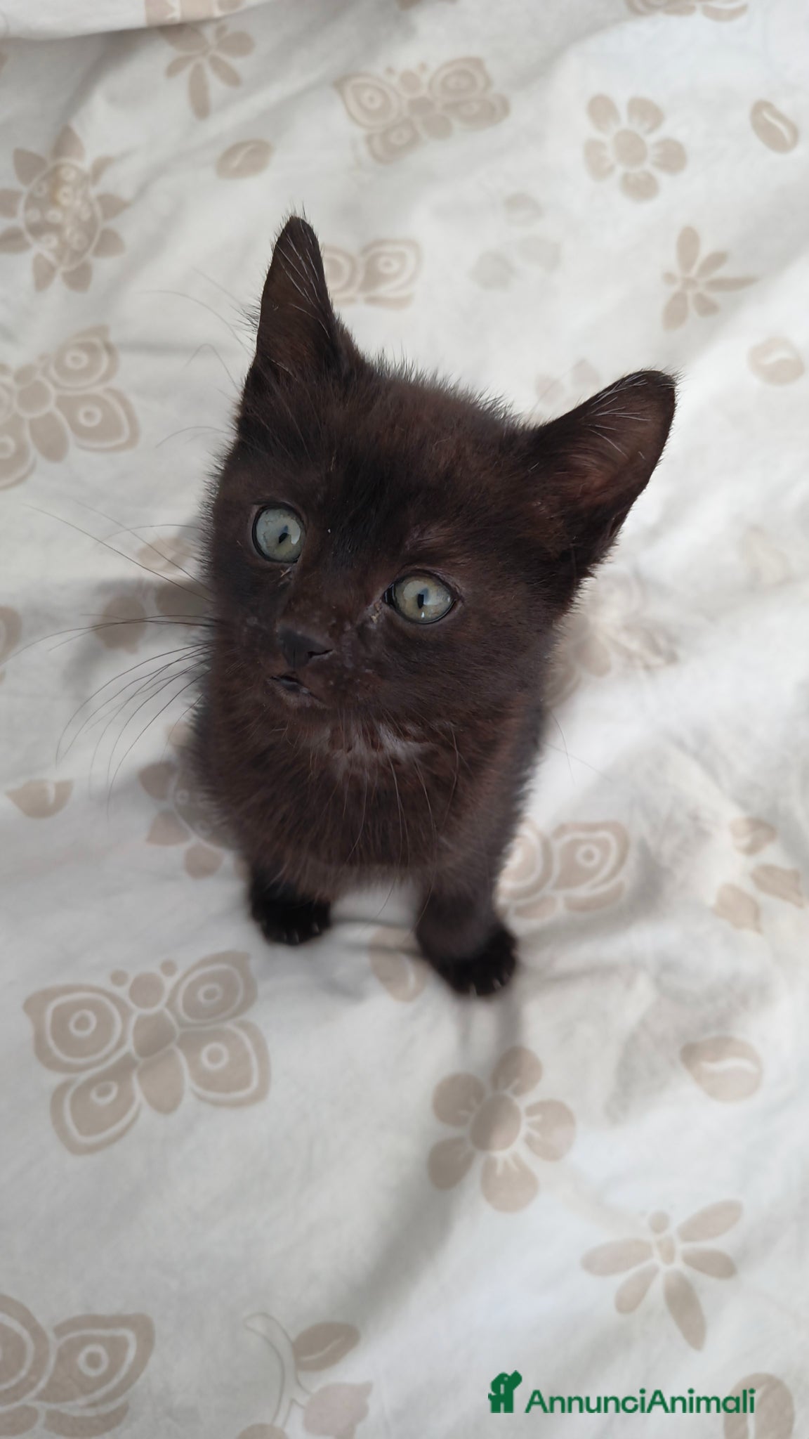 Meticcio gatti Gattina di 2 mesi in affido a Pescara  - Annuncio 1