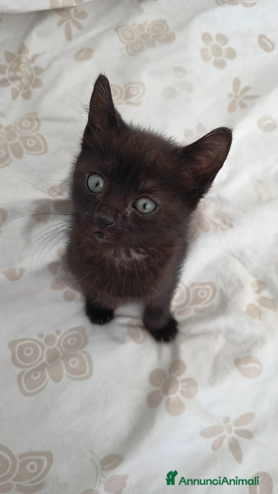Meticcio gatti in vendita: Gattina di 2 mesi in affido a Pescara  - Annuncio 1