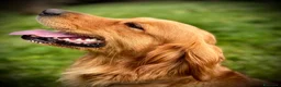 Golden Retriever cani in vendita: Golden Retriever Cuccioli a Provincia di Siena - Annuncio 3