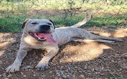 Meticcio cani in regalo: Molossino 2anni mollato 1anno fa..in canile.COSENZ a Città metropolitana di Milano - Immagine 9