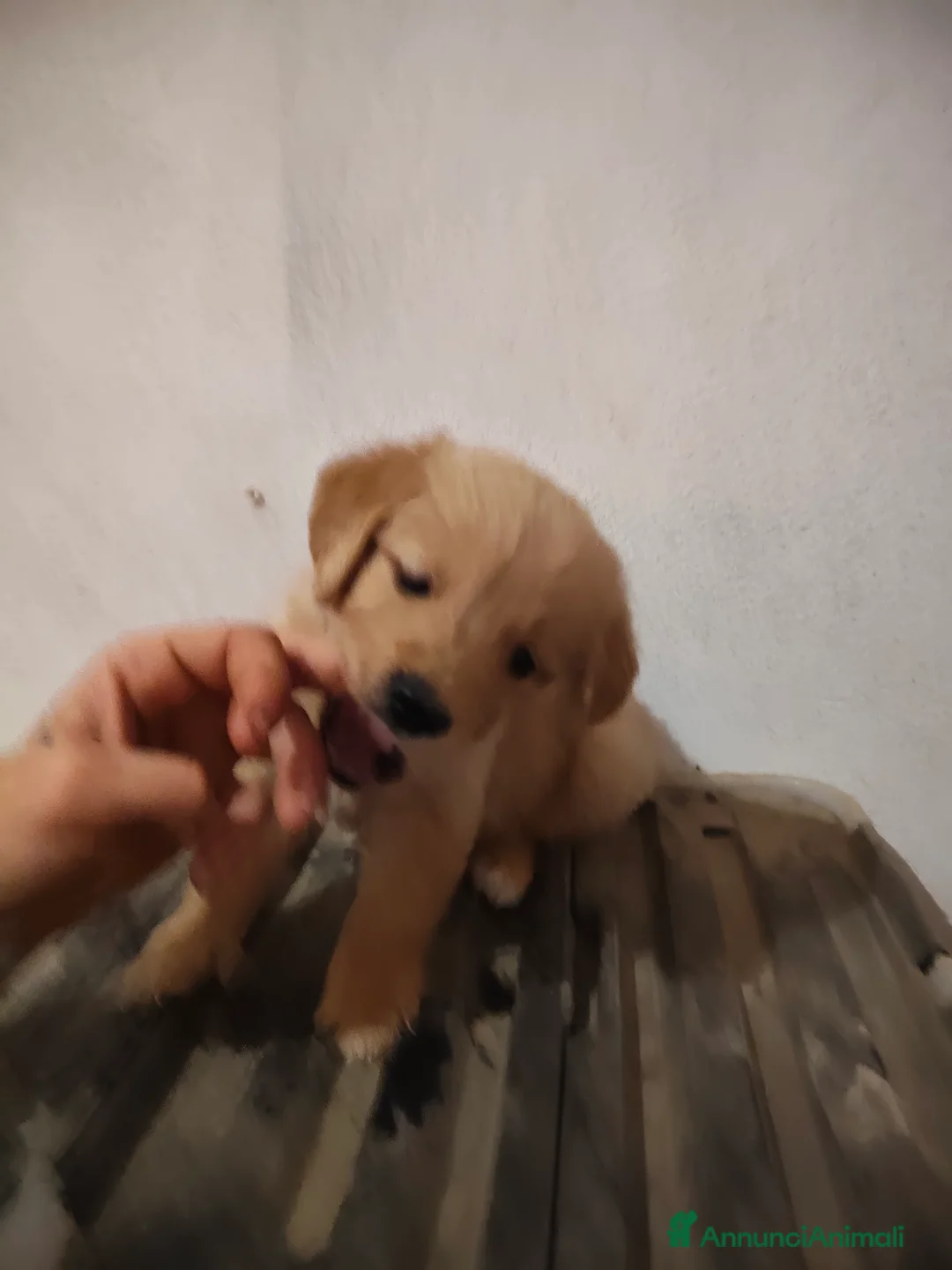 Golden Retriever cani in vendita: Vendesi ultimo cucciolo di Golden retriever  - Annuncio 4