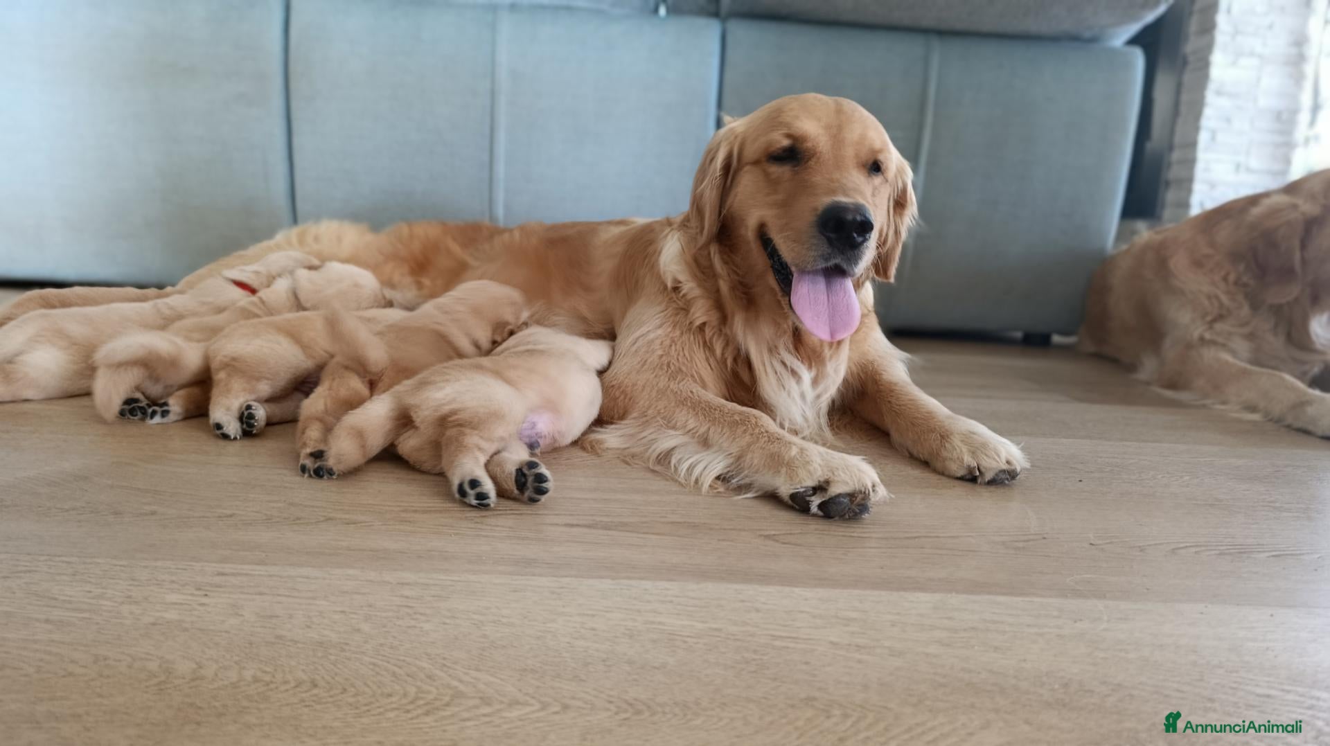 Golden Retriever cani Cuccioli Golden retriever americani pedigree ENCI  - Annuncio 3