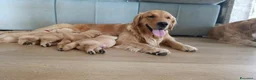 Golden Retriever cani in vendita: Cuccioli Golden retriever americani pedigree ENCI  - Annuncio 1