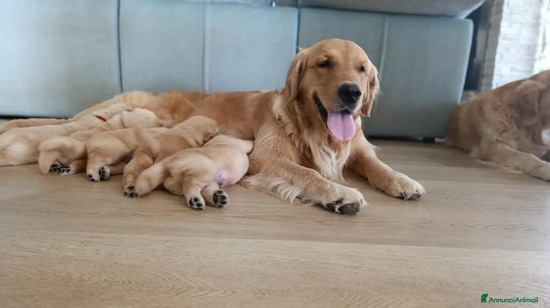 Golden Retriever cani in vendita: Cuccioli Golden retriever americani pedigree ENCI  - Annuncio 1