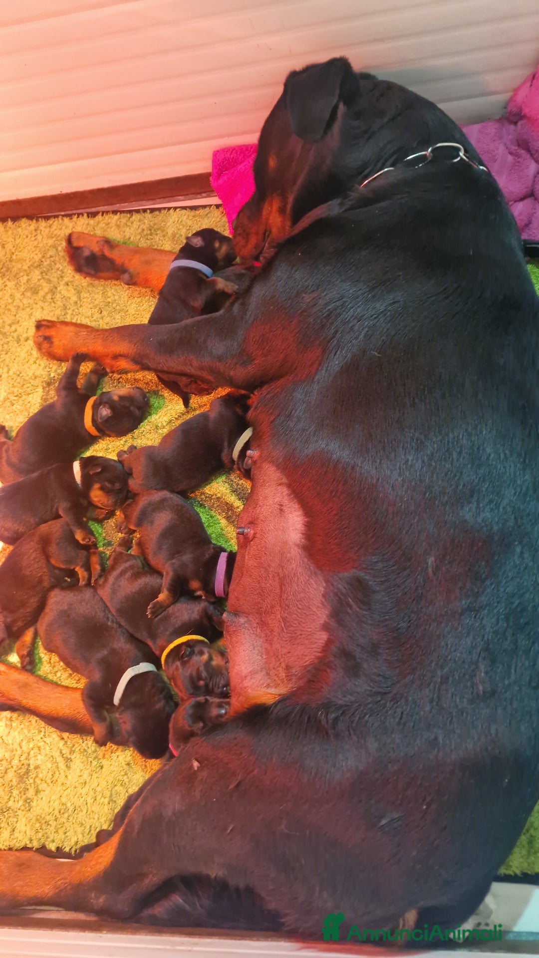 Rottweiler cani in vendita: Cuccioli Disponibili Allevamento Rottweiler  - Annuncio 2