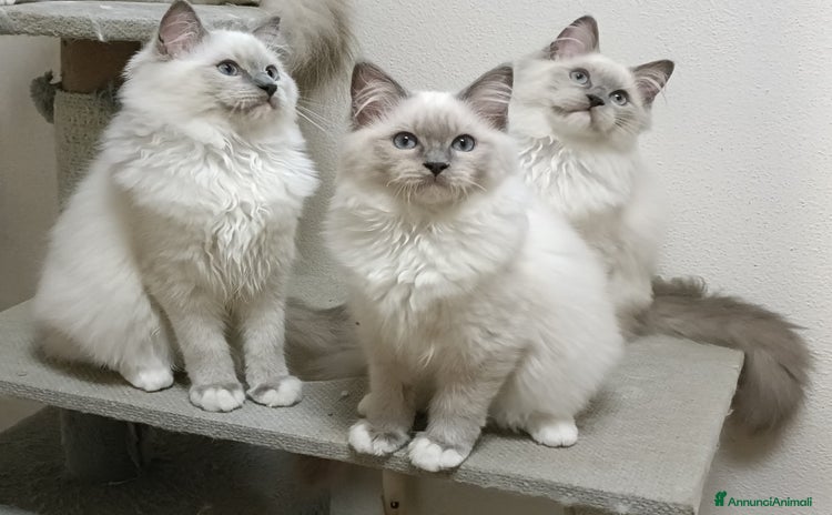 Ragdoll gatti a Provincia di Brescia - Annuncio 10