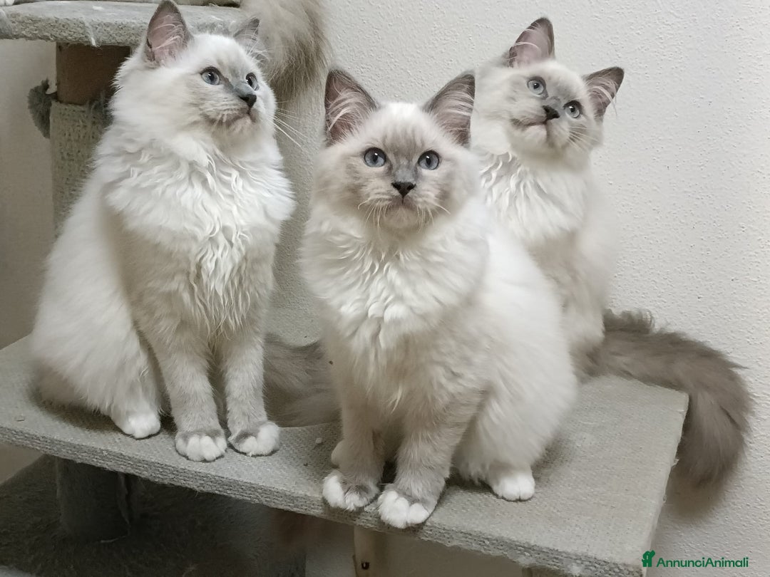 Ragdoll gatti in vendita: Ragdoll blu mitted a Provincia di Brescia - Immagine 1