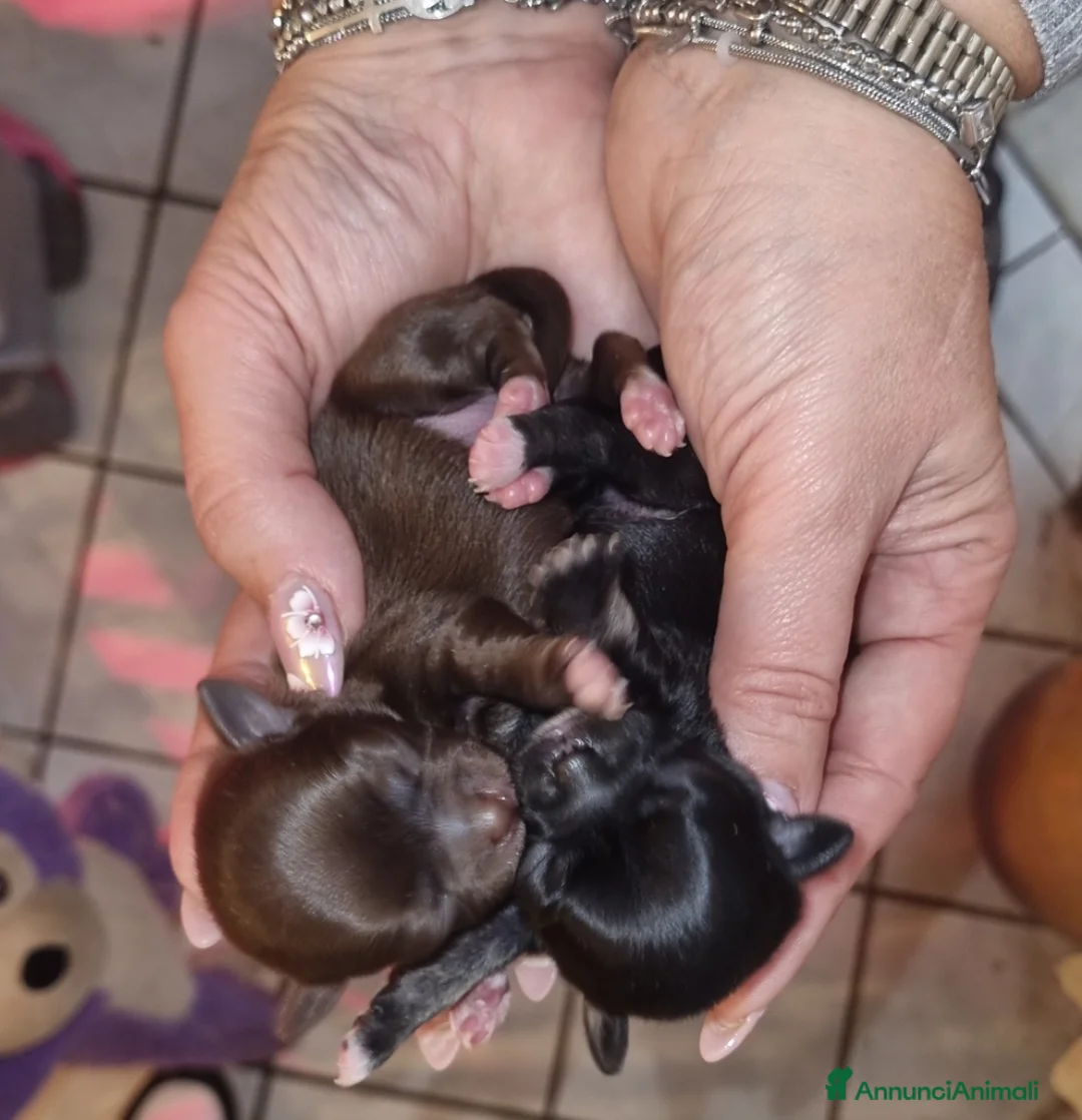 Chihuahua cani in vendita: Cuccioli di chihuahua toy  - Annuncio 10