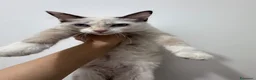 Ragdoll gatti in vendita: Gattina Ragdoll a Città metropolitana di Roma Capitale - Annuncio 1