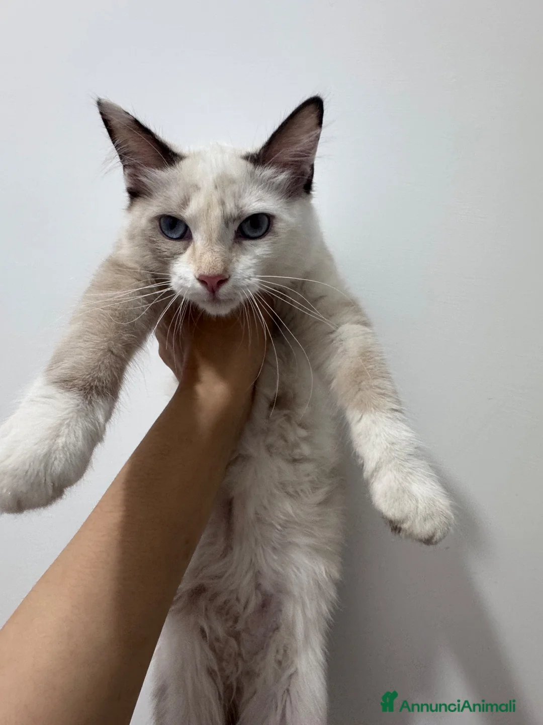 Ragdoll gatti in vendita: Gattina Ragdoll a Città metropolitana di Roma Capitale - Annuncio 1