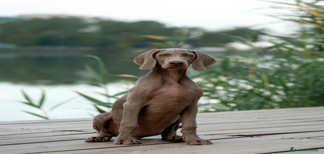 Immagine della galleria {{count}}