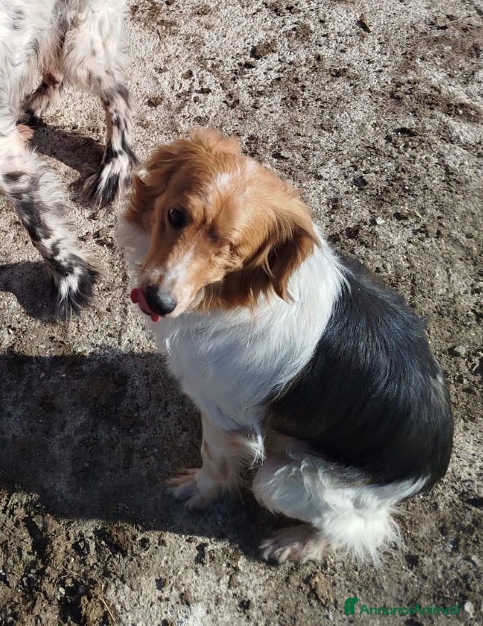 Kooikerhondje cani Un anno, taglia medio piccola .  - Annuncio 6